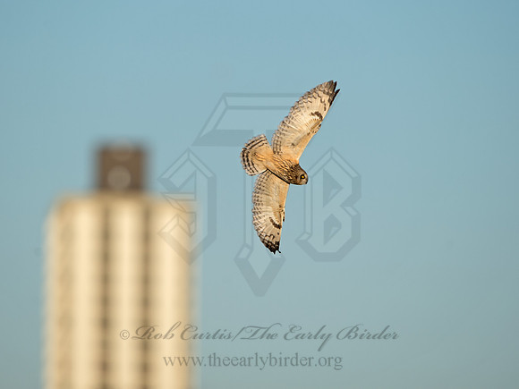 Asio flammeus  SHORT-EARED OWL 9036624