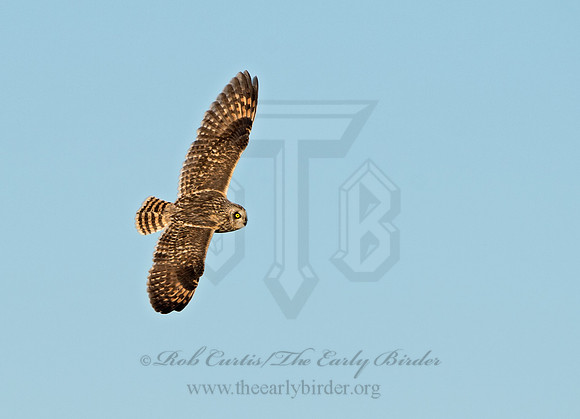 Asio flammeus  SHORT-EARED OWL 9036628