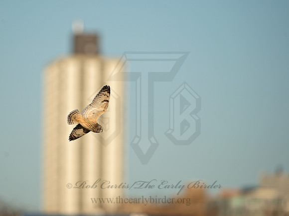 Asio flammeus  SHORT-EARED OWL 9036626
