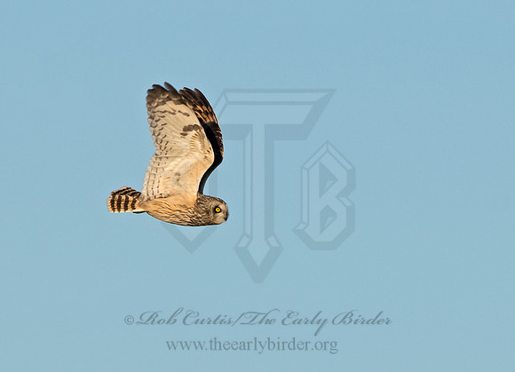 Asio flammeus  SHORT-EARED OWL 9036630