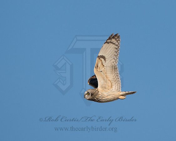 Asio flammeus  SHORT-EARED OWL 9036638