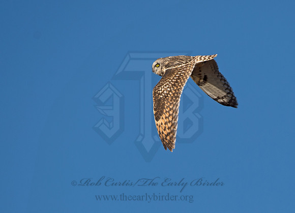 Asio flammeus  SHORT-EARED OWL 9036639