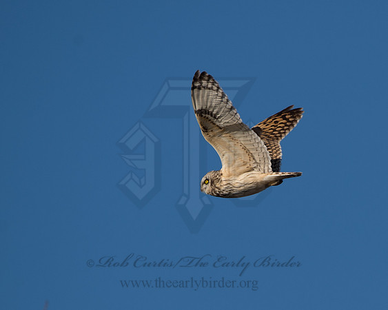 Asio flammeus  SHORT-EARED OWL 9036641