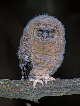 Strix occidentalis  SPOTTED OWL 95304