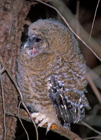Strix occidentalis  SPOTTED OWL 95231