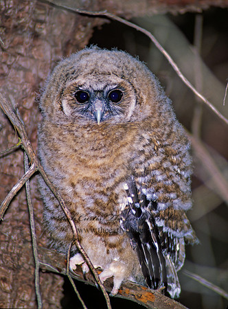 Strix occidentalis  SPOTTED OWL 95230