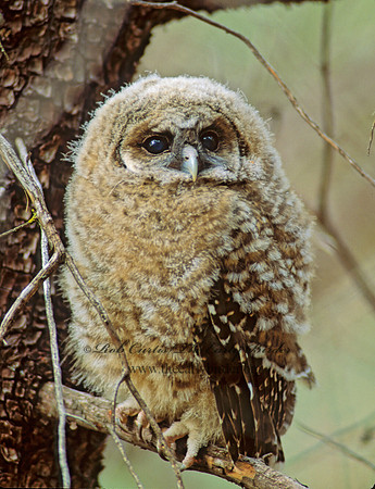 Strix occidentalis  SPOTTED OWL 95227