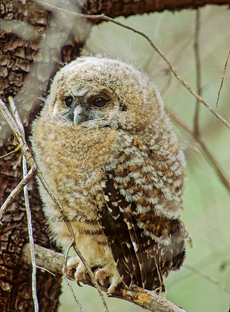 Strix occidentalis  SPOTTED OWL 95216