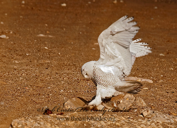 Nyctea scandiaca  SNOWY OWL 3011519