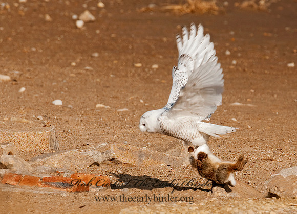 Nyctea scandiaca  SNOWY OWL 3011522