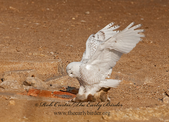 Nyctea scandiaca  SNOWY OWL 3011524