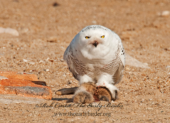 Nyctea scandiaca  SNOWY OWL 3011531