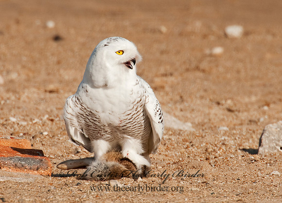 Nyctea scandiaca  SNOWY OWL 3011534