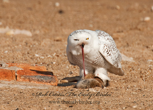 Nyctea scandiaca  SNOWY OWL 3011538