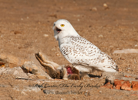 Nyctea scandiaca  SNOWY OWL 3011541