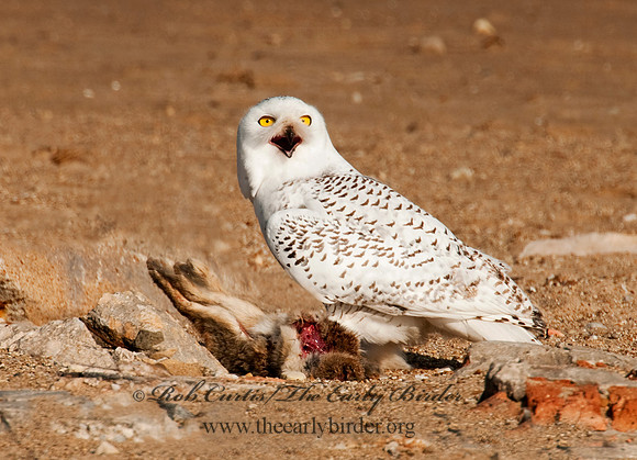 Nyctea scandiaca  SNOWY OWL 3011543