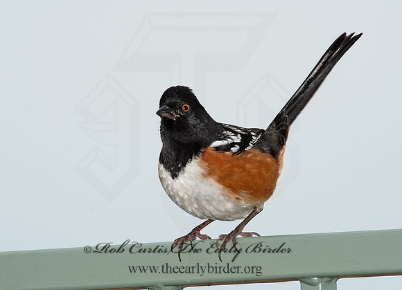 Pipilio maculatus  SPOTTED TOWHEE 8020690z
