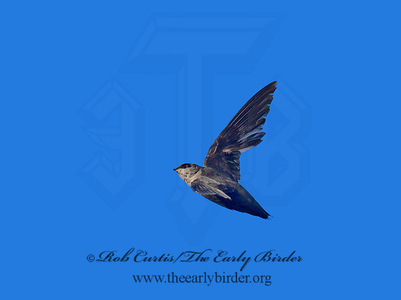 Chaetura pelagica  CHIMNEY SWIFT 1303676