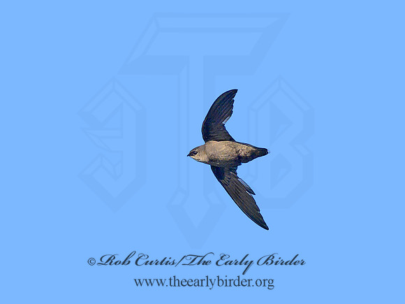 Chaetura pelagica  CHIMNEY SWIFT 1303762