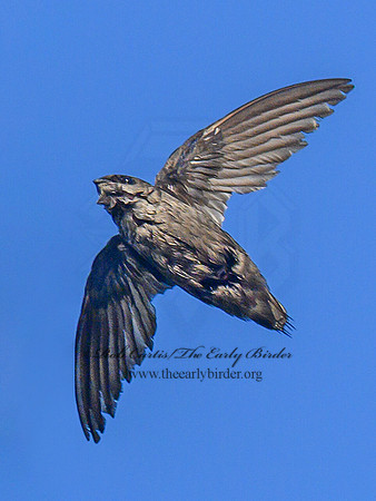 Chaetura pelagica  CHIMNEY SWIFT 1303738