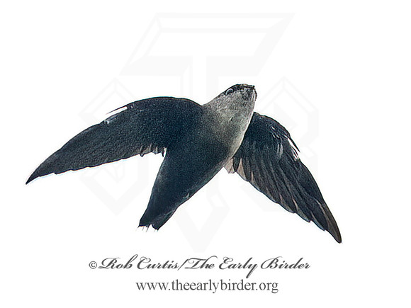 Chaetura pelagica  CHIMNEY SWIFT 6041278,"1"