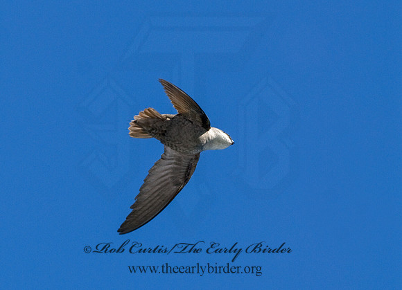 Chaetura pelagica  CHIMNEY SWIFT 7014671