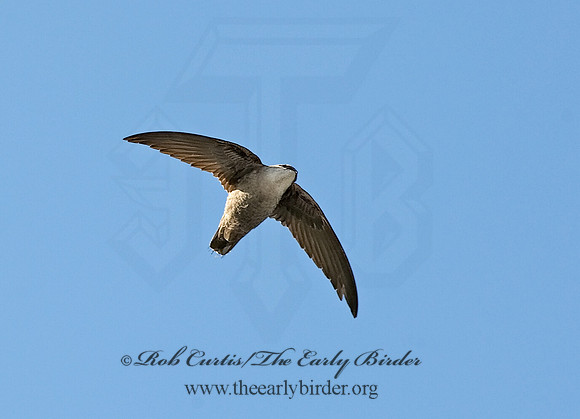 Chaetura pelagica  CHIMNEY SWIFT 8003220
