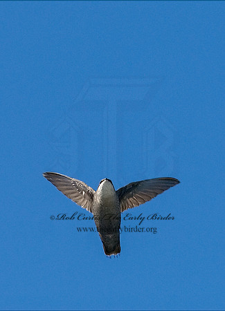 Chaetura pelagica  CHIMNEY SWIFT 7014672