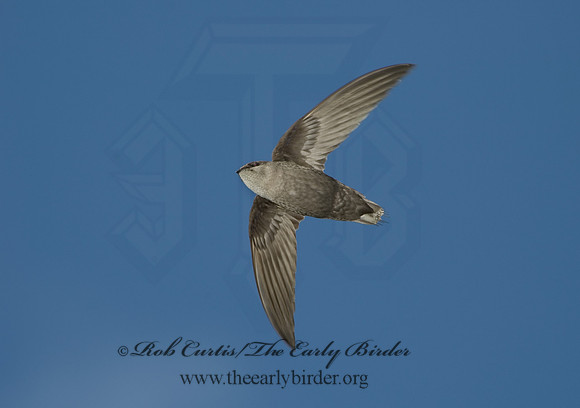 Chaetura pelagica  CHIMNEY SWIFT 5006763