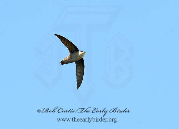Chaetura pelagica  CHIMNEY SWIFT 8003233