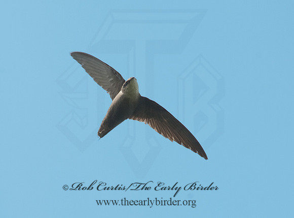 Chaetura pelagica  CHIMNEY SWIFT 8025768