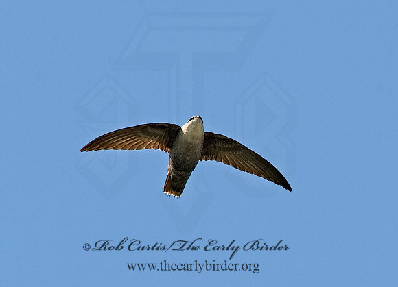 Chaetura pelagica  CHIMNEY SWIFT 8003247