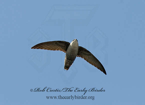 Chaetura pelagica  CHIMNEY SWIFT 8003248