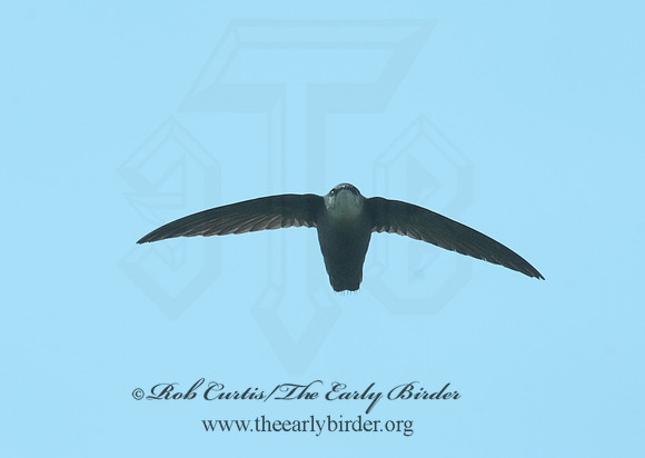 Chaetura pelagica  CHIMNEY SWIFT 8025794