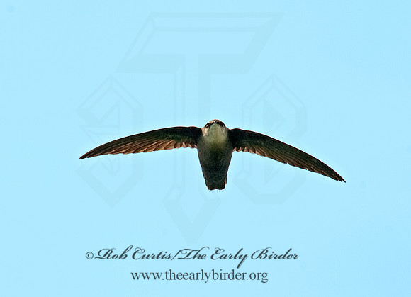 Chaetura pelagica  CHIMNEY SWIFT 8025794
