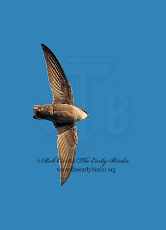 Chaetura pelagica  CHIMNEY SWIFT 8029517