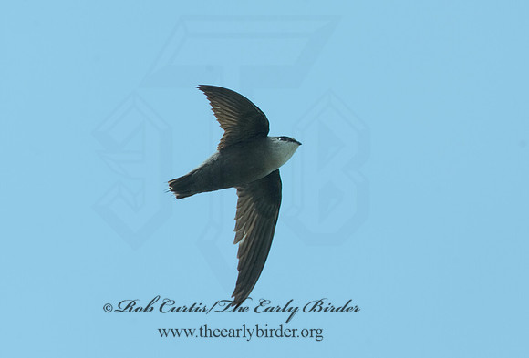 Chaetura pelagica  CHIMNEY SWIFT 8025797