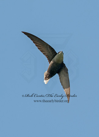 Chaetura pelagica  CHIMNEY SWIFT 8025770