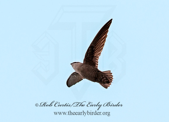 Chaetura pelagica  CHIMNEY SWIFT 8031242