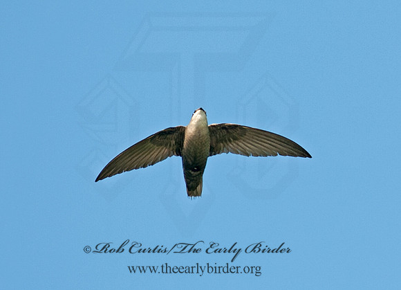 Chaetura pelagica  CHIMNEY SWIFT 8032832