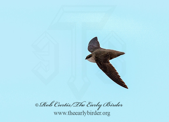 Chaetura pelagica  CHIMNEY SWIFT 9011534