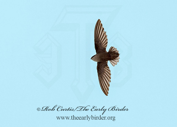 Chaetura pelagica  CHIMNEY SWIFT 9011542