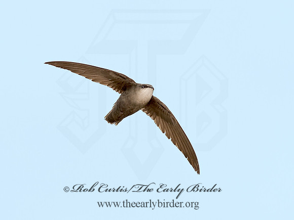 Chaetura pelagica  CHIMNEY SWIFT 9011557