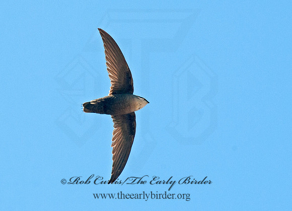 Chaetura pelagica  CHIMNEY SWIFT 8034118