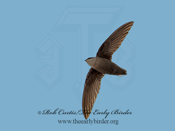 Chaetura pelagica  CHIMNEY SWIFT 9011565