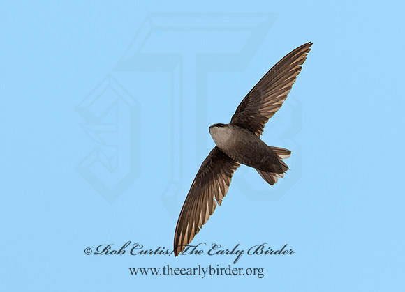 Chaetura pelagica  CHIMNEY SWIFT 9011564