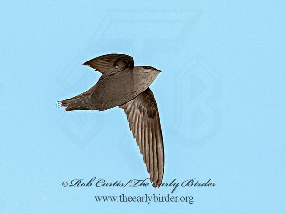 Chaetura pelagica  CHIMNEY SWIFT 9011553