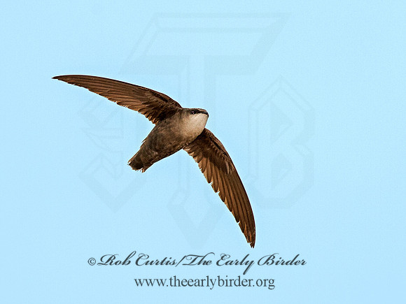 Chaetura pelagica  CHIMNEY SWIFT 9011558