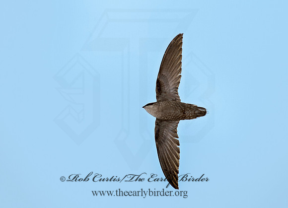 Chaetura pelagica  CHIMNEY SWIFT 9011571