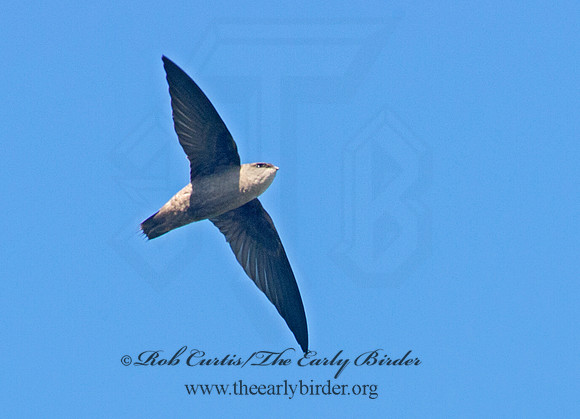 Chaetura pelagica  CHIMNEY SWIFT 9024507